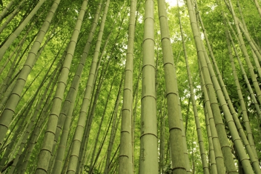 lem kuat untuk bambu
