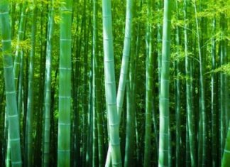 lem kuat untuk bambu