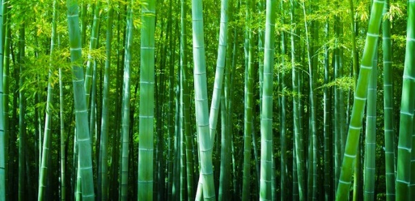 Cara Membuat Papan Bambu Lebih Bagus? Lem yang Kuat untuk Bambu Harus Digunakan
